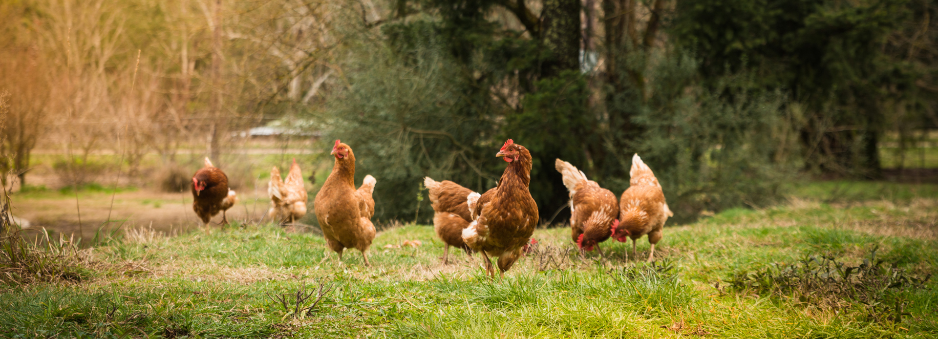 Le Poulet Fermier Label Rouge