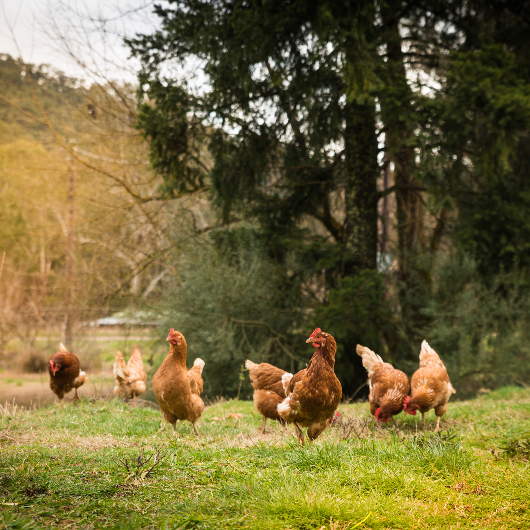 Le Poulet Fermier Label Rouge - ID Halal